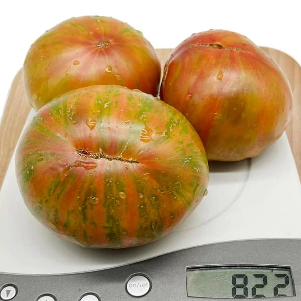 Томат Ананасная зебра (Ananas Zebra, США) (6шт)