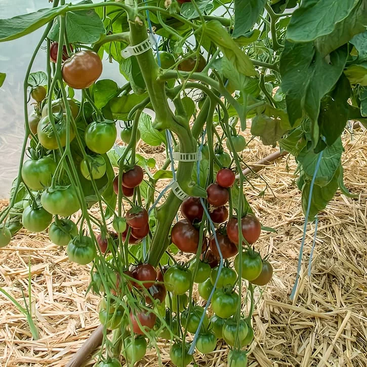 Томат Карма Фиолетовая Мультифлора (Karma Purple Multiflora, Канада, США) (6шт)