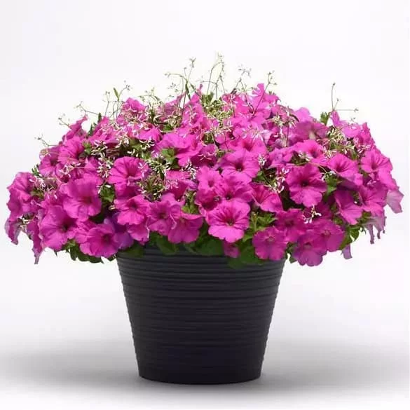 Easy Wave F1 neon rose (5шт)