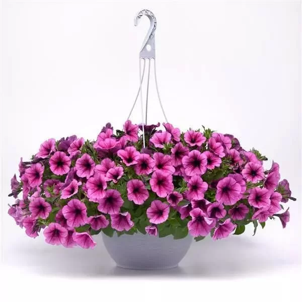 Easy Wave F1 rose fusion (5шт)