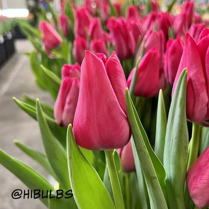 Тюльпан Свит Рози (Sweet Rosy)