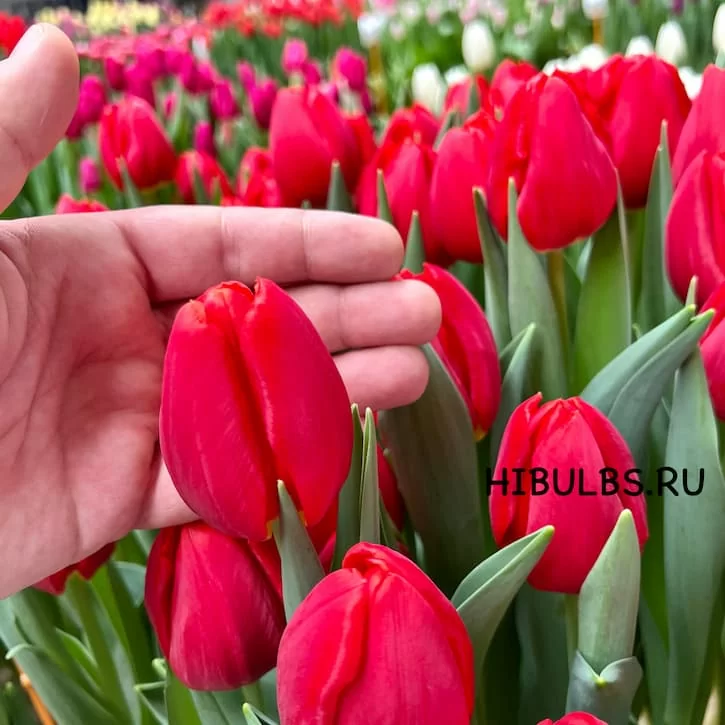 Тюльпан Ред Стоун (Red Stone)