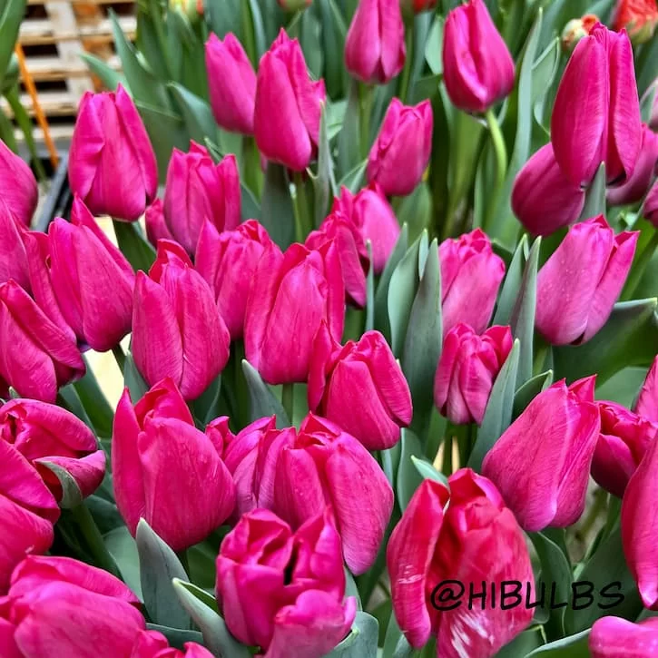 Тюльпан Свит Рози (Sweet Rosy)