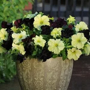 Debonair F1 black cherry (5шт)