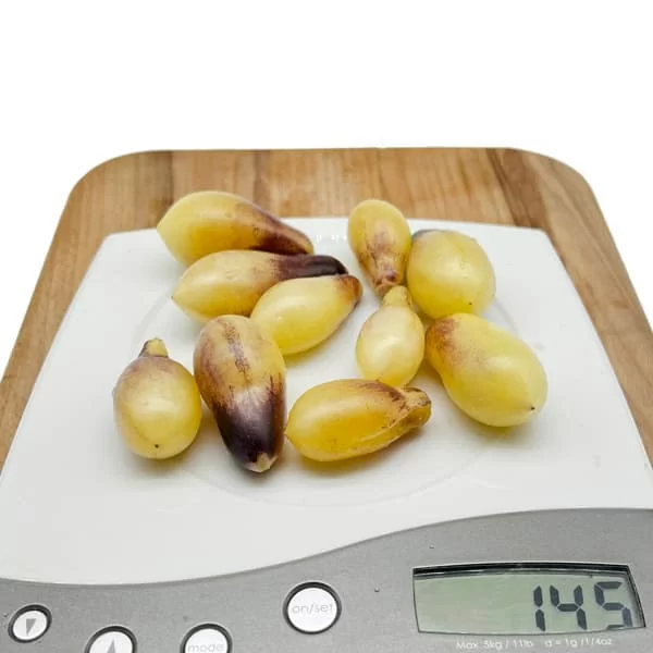 Томат Индиго кумкват (Indigo Kumquat) (6шт)