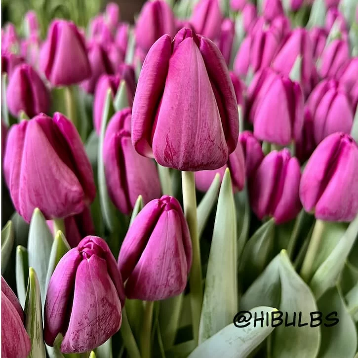 Bullit (нет в наличии)