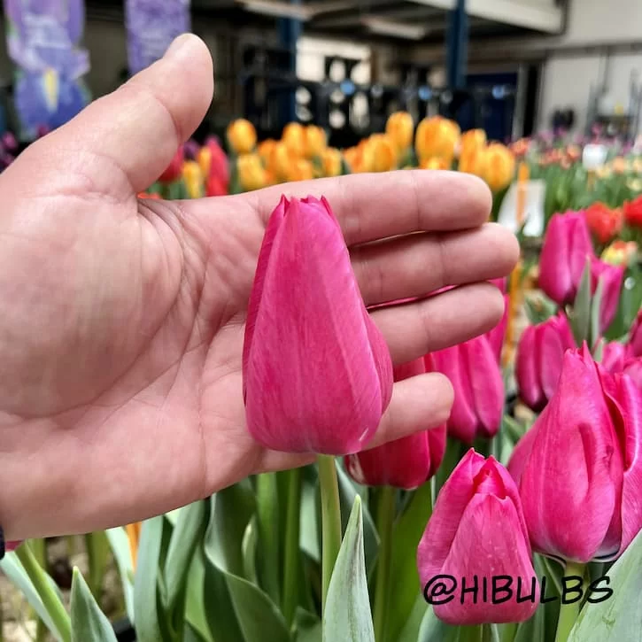 Тюльпан Свит Рози (Sweet Rosy)