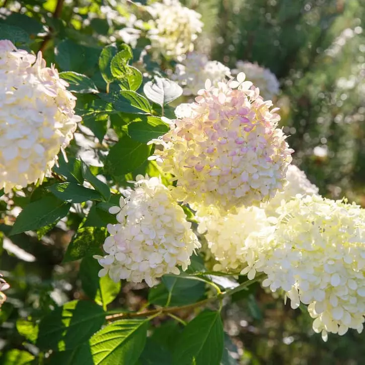 Гортензия Грандифлора (Grandiflora)