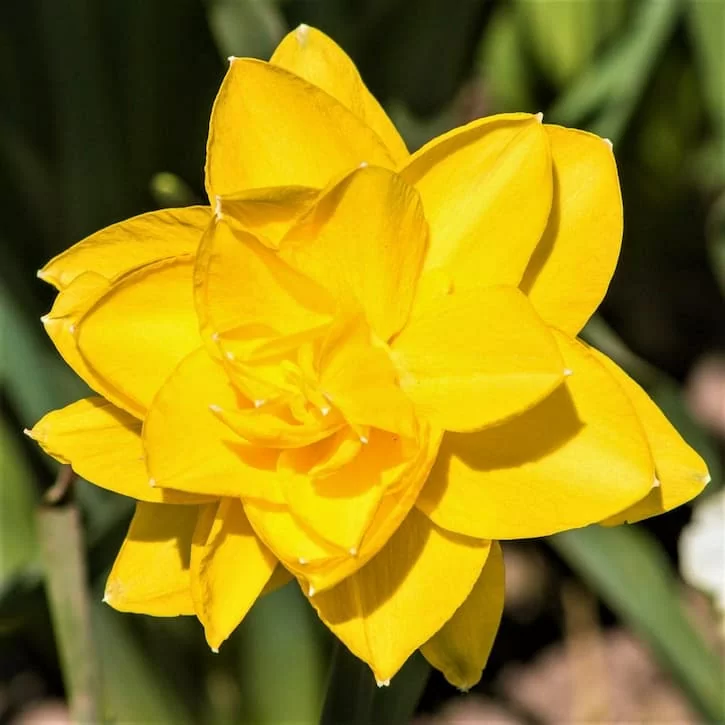 Queens Day (нет в наличии)