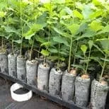  Jiffy-7 Forestry (50мм*95мм) 10 штук