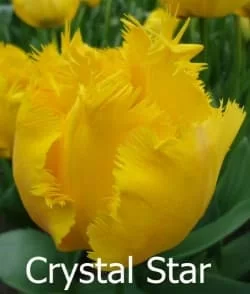 Crystal Star (нет в наличии)