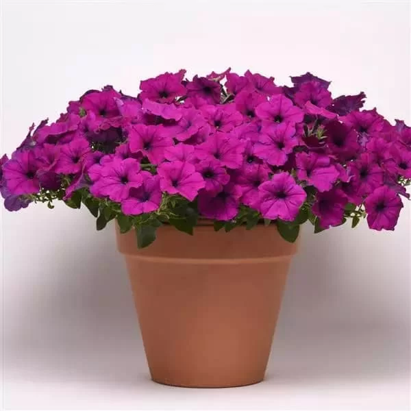 Easy Wave F1 violet (5шт)