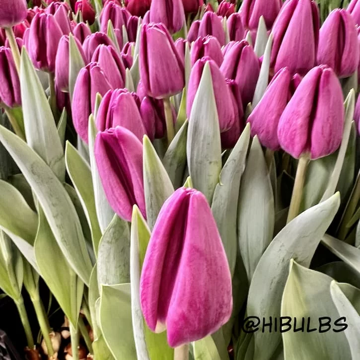 Bullit (нет в наличии)