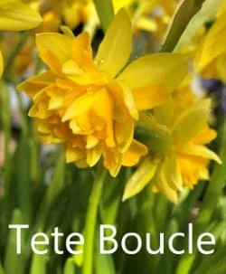 Tete boucle (нет в наличии)