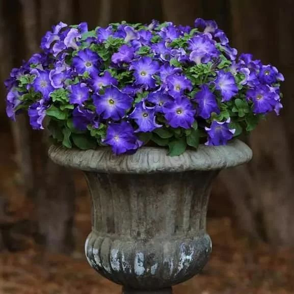 Sophistica F1 blue morn (5шт)