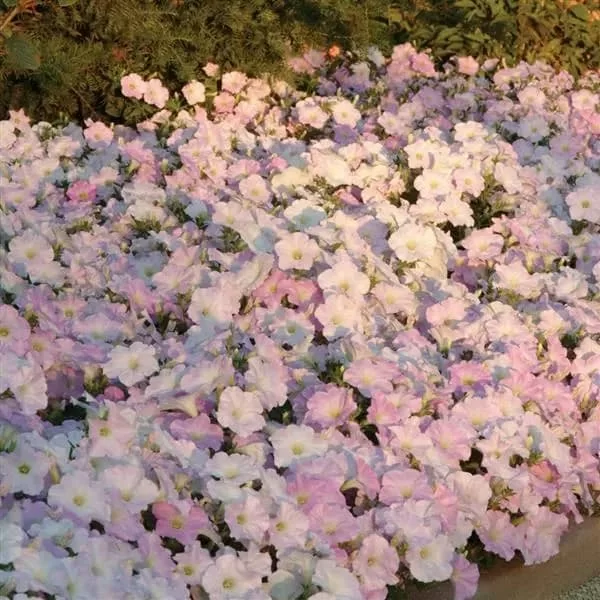 Wave F1 misty lilac (5шт)