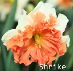 Shrike (нет в наличии)