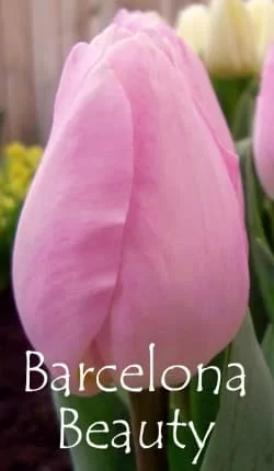 Barcelona Beauty (нет в наличии)