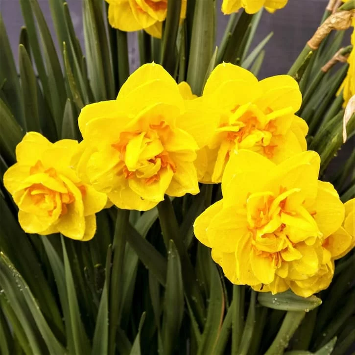 Queens Day (нет в наличии)