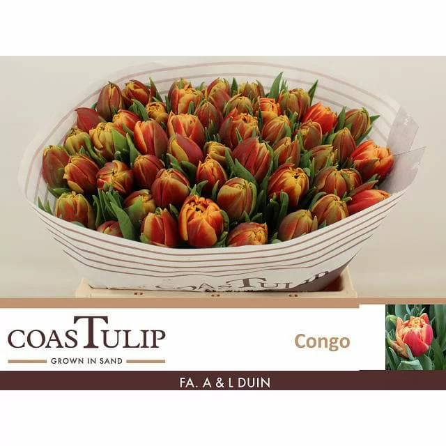 Тюльпан Конго (Congo) (нет в наличии)