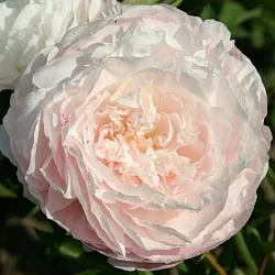  Пион Якорма (Jacorma)