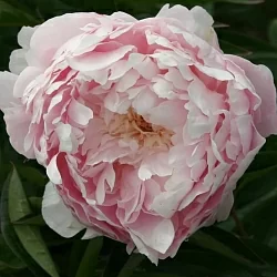  Пион Якорма (Jacorma)