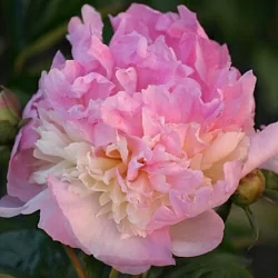  Пион Якорма (Jacorma)