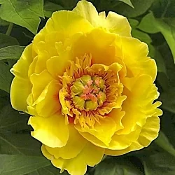  Пион Якорма (Jacorma)