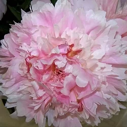  Пион Якорма (Jacorma)
