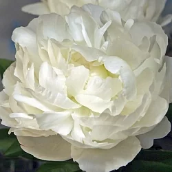  Пион Якорма (Jacorma)