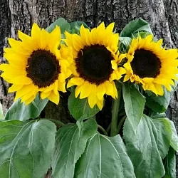 Подсолнух Helianthus Teddy Beаr golden yellow (10шт) Подсолнух Helianthus Teddy Beаr golden yellow (10шт)