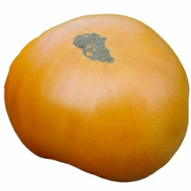 Томат Да Чило оранжевый (Da Chilo Orange, Италия) (6шт)