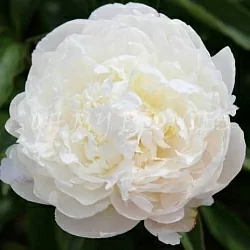  Пион Якорма (Jacorma)