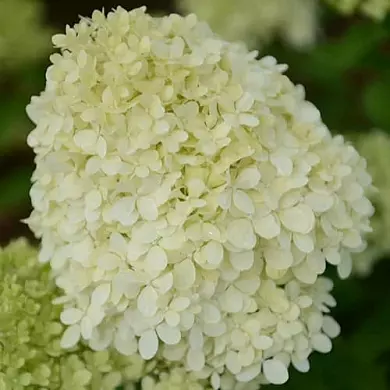 Гортензия Селекшн (Selection)
