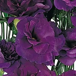 Лизиантус Lisianthus ABC 2 F1 purple (10шт) Лизиантус Lisianthus ABC 2 F1 purple (10шт)