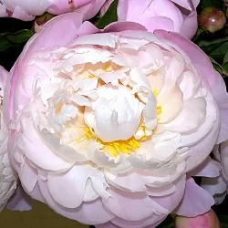  Пион Якорма (Jacorma)