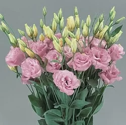 Лизиантус Lisianthus Super Magic I-II F1 rose (10шт) Лизиантус Lisianthus Super Magic I-II F1 rose (10шт)