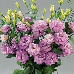 Лизиантус Lisianthus Super Magic I-II F1 lilac (10шт) Лизиантус Lisianthus Super Magic I-II F1 lilac (10шт)