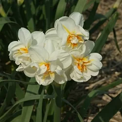 Нарцисс Zinzi