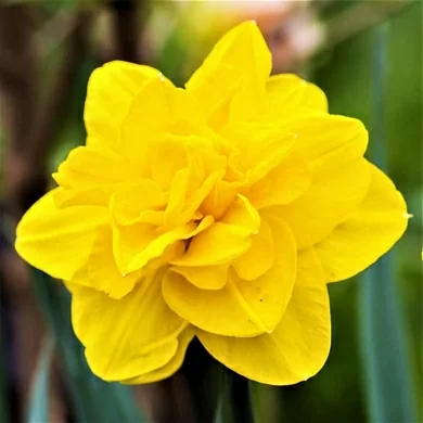 Queens Day (нет в наличии)