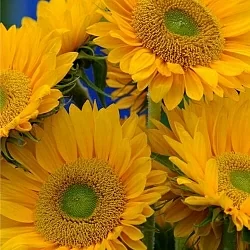 Подсолнух Helianthus Sunrich F1 gold (5шт) Подсолнух Helianthus Sunrich F1 gold (5шт)