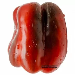 Перец сладкий Асти Квадрато красный (Quadrato D'Asti Rosso) (6шт.) Перец сладкий Асти Квадрато красный (Quadrato D'Asti Rosso) (6шт.)