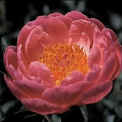  Пион Якорма (Jacorma)