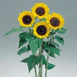 Подсолнух Helianthus Sunrich F1 lemon (5шт) Подсолнух Helianthus Sunrich F1 lemon (5шт)