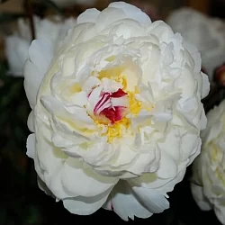  Пион Якорма (Jacorma)