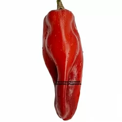 Перец сладкий Сладкий из Испании/ Ду деСпани (Doux d’Espagne) (6шт.) Перец сладкий Сладкий из Испании/ Ду деСпани (Doux d’Espagne) (6шт.)