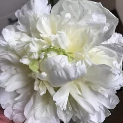  Пион Якорма (Jacorma)