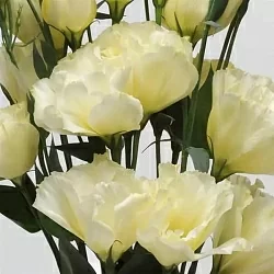 Лизиантус Lisianthus ABC 1 F1 yellow (10шт) Лизиантус Lisianthus ABC 1 F1 yellow (10шт)