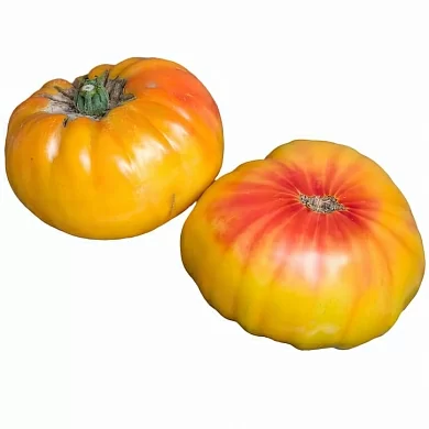 Томат Таксхорн (Tuxhorn’s Red and Yellow, США) (6шт)