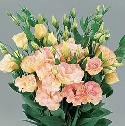 Лизиантус Lisianthus Super Magic I-II F1 champagne (10шт) Лизиантус Lisianthus Super Magic I-II F1 champagne (10шт)